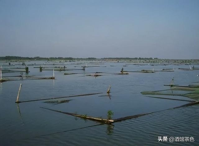 匙吻鲟生物学特性及科学高效的人工养殖技术