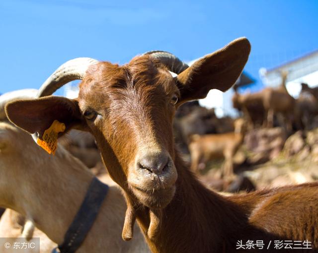 马头山羊有哪些特点？马头山羊育肥方法