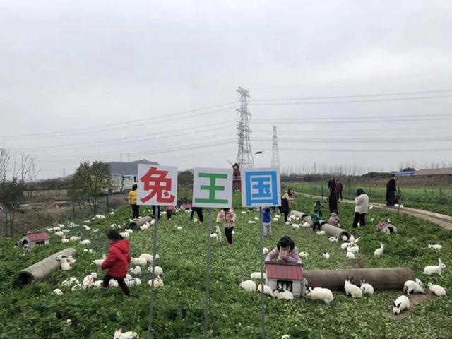 自己开发自动化养殖装备，这个慈溪“兔妞”上了央视