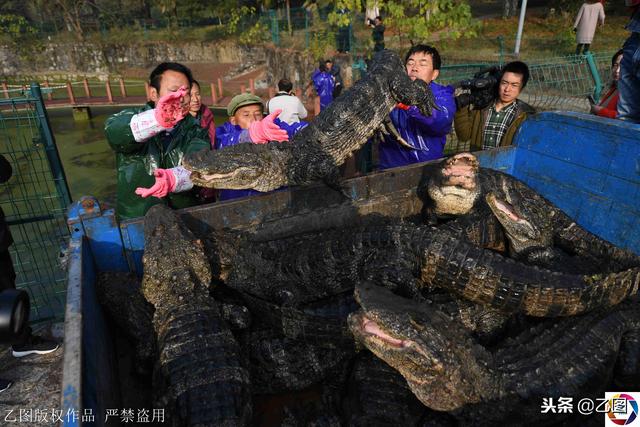 人工繁殖扬子鳄40年，从212条增加到1.5万条，每年上演抓捕大战