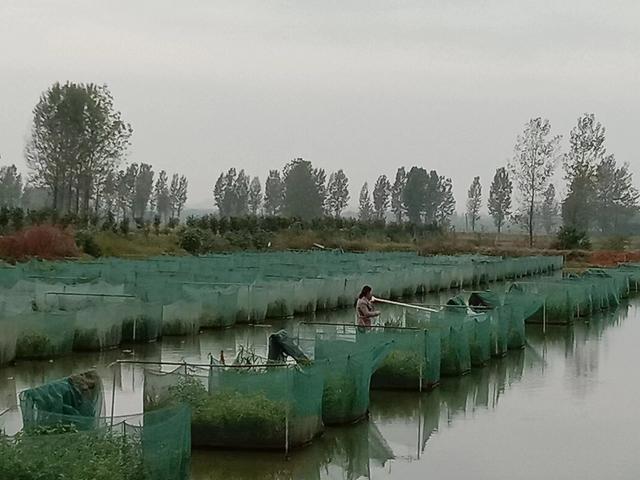 水产养殖户的座上宾