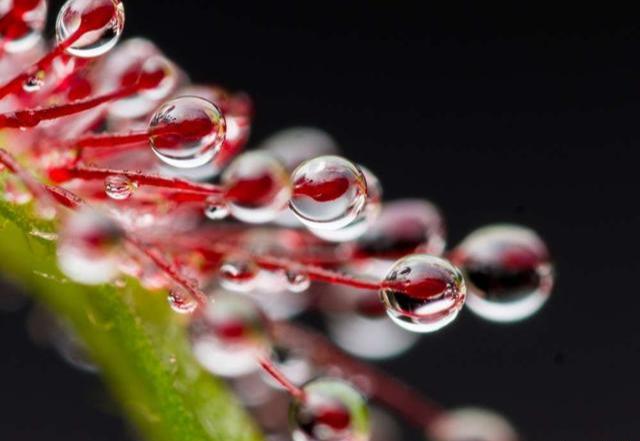 捕虫小能手：土瓶草和茅膏菜