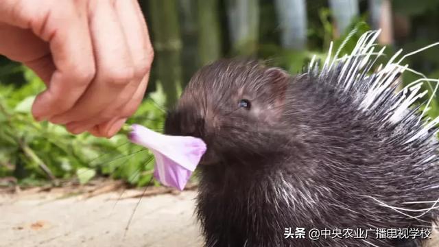 【农广天地】这种动物发起怒来真可怕 这种果子酸到心里却惹人爱