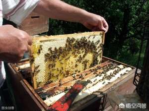 蜜蜂养殖人工(中华蜜蜂人工饲养，有哪些方面违背了它们生存发展的自然规律？)