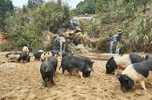 肇庆怀集石山生态土猪，有小时候的那种猪肉味儿