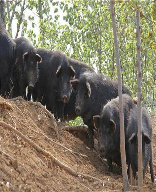 清远大塘山农场藏香猪养殖基地