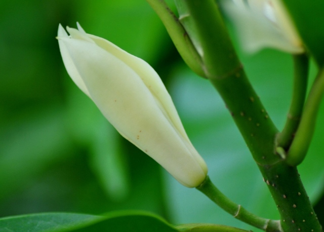 夏季养护白兰花，几点养护做到位，花开的又多又美，满院飘香