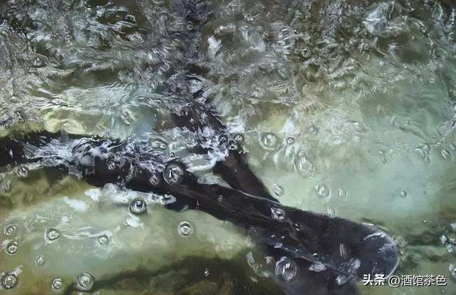 匙吻鲟生物学特性及科学高效的人工养殖技术