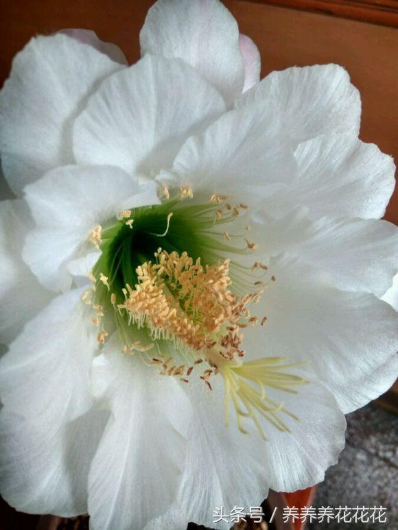 仙人柱子不是不开花，而是开花非常美，因为没有达到他开花的条件