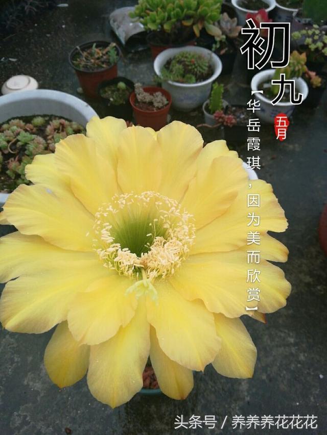 仙人柱子不是不开花，而是开花非常美，因为没有达到他开花的条件