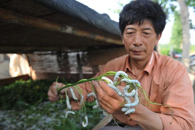 家蚕养殖如何提高蚕茧产量？6项大蚕的饲养技术可供蚕农参考