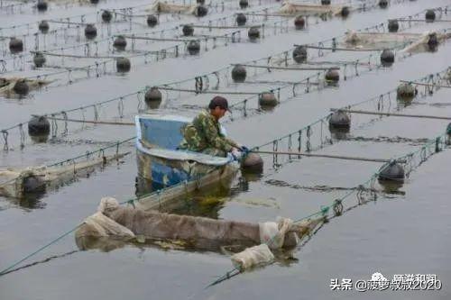 野生海参与养殖海参的天壤之别