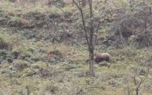 四川野猪养殖基地(缺枪少狗 四川野猪“试猎区”困境待解)