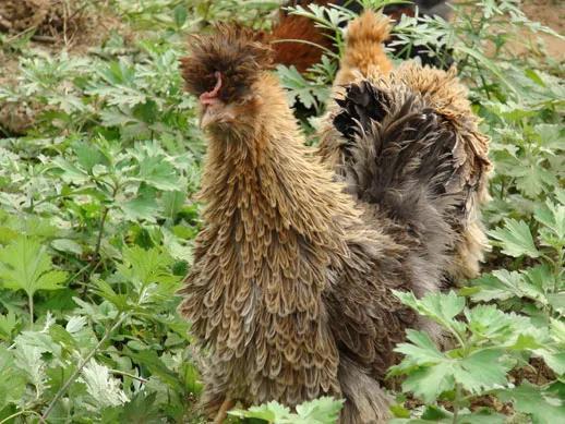 龙鳞鸡、翻毛鸡、绣球鸡！苍蝇姑娘漂亮小鸡赚大钱