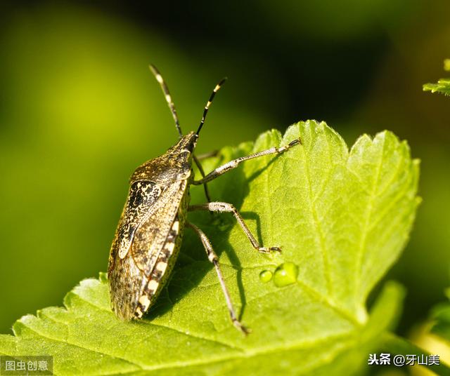 臭鸽子虫养殖方法介绍