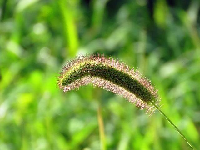 “狗尾巴草”是个宝，用它来煮水喝，或能帮助解决这4个问题