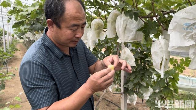 我是新农人丨孩子爱吃草莓，他建起530亩农场！“八零小伙”，让南方水果也在青岛安家