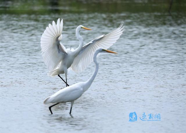 麻雀、灰喜鹊等鸟儿虽常见，一旦猎捕、买卖就涉嫌违法