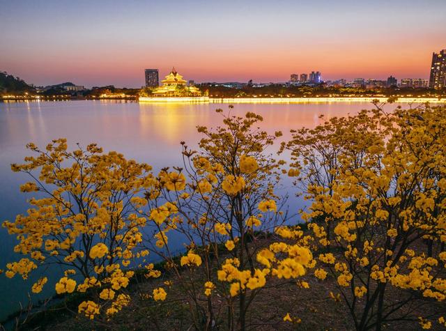 【大美广东】佛山顺德：闻花香 赏美景