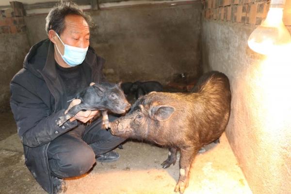 鲁山县老林村：“中草药藏香猪”健康味美受欢迎