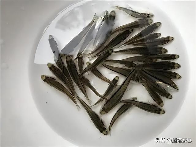 匙吻鲟生物学特性及科学高效的人工养殖技术