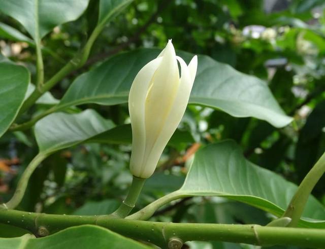 夏季养护白兰花，几点养护做到位，花开的又多又美，满院飘香