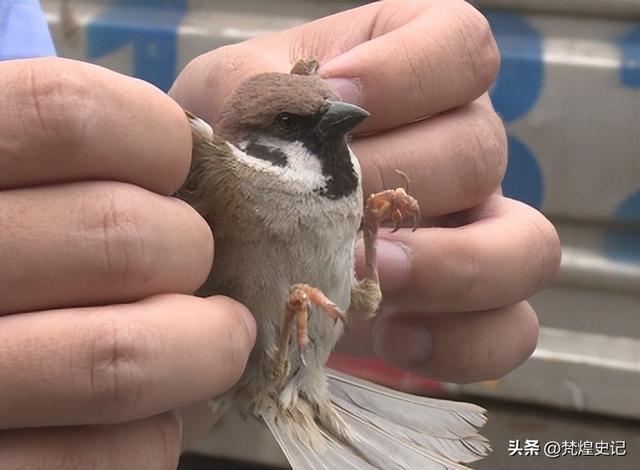 捕获和圈养对欧亚树麻雀繁殖血浆皮质酮和代谢物水平的影响