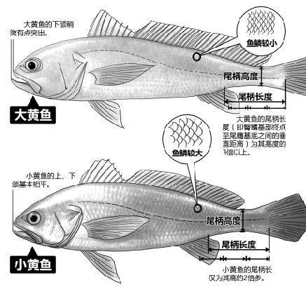 这种鱼不可描述时的声音能震聋天敌，却吓不跑狼吞虎咽的人类