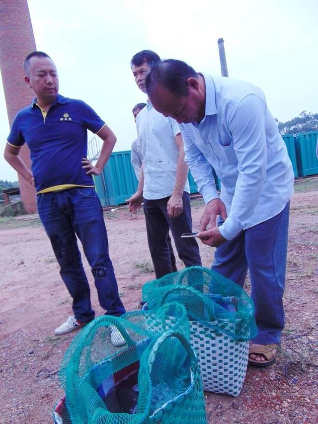 探秘设施化水产养殖罗非鱼，做鱼生脆爽如70年代的生态鱼味道