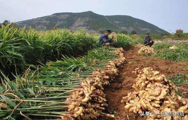 种植生姜要想收成好，光选好地还不够，做好以下两点很重要