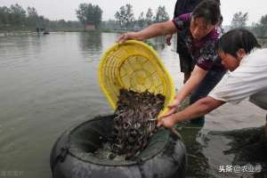 养殖泥鳅怎么样(泥鳅养殖的成本高吗？泥鳅养殖前景与利润咋样呢)