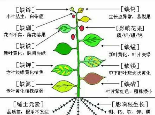 报春花盆栽得了斑点病和黄叶病，学会这四个办法，黄叶病斑都不见