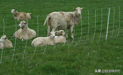 草原养殖用网—牛栏网