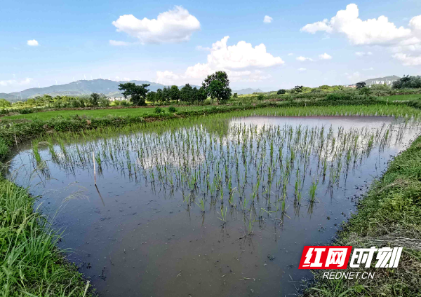 蓝山：探索稻虾种养新模式 开辟助农增收新路径