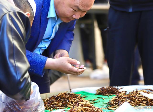 中国最大的冬虫夏草市场—西宁玖鹰虫草市场