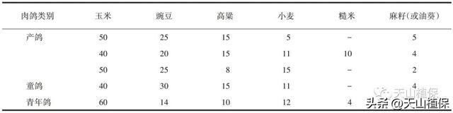 南疆地区肉鸽规模化养殖技术