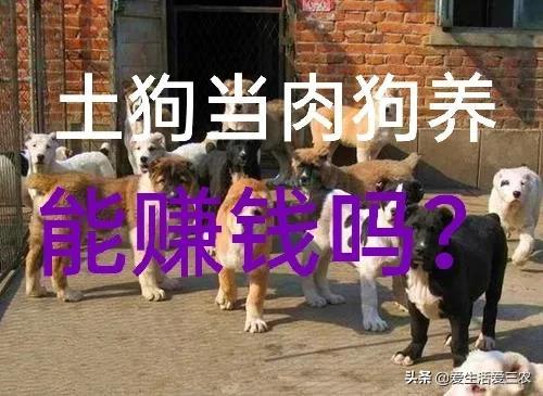 想养肉狗的看过来，这些风险你能承担吗？否则最好别养了！