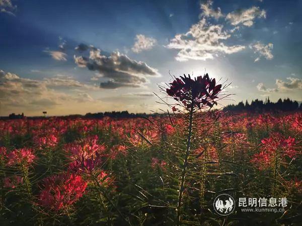 来花仙子花园，走进遍地鲜花的童话世界