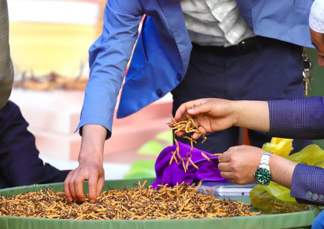 中国最大的冬虫夏草市场—西宁玖鹰虫草市场