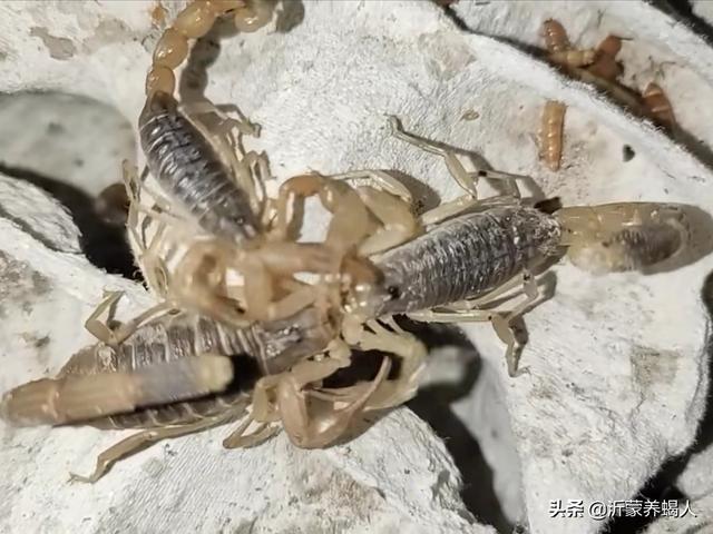 蝎子养殖场仿生养殖的常用饲料和种苗的繁育经验