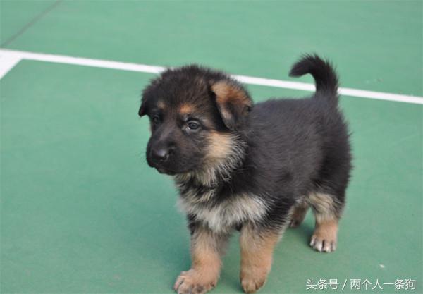 不要看德国牧羊犬平时看起来高大威猛，学会卖萌完全不输萨摩耶