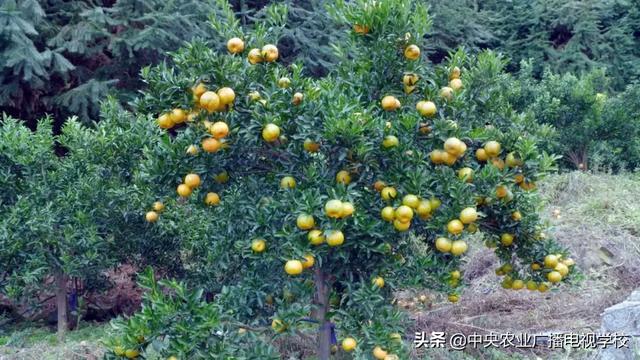 【农广天地】矮树上结出香甜的果、跨界才子养出善飞的鸭