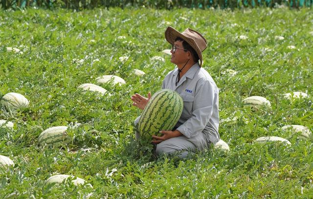 郑州“专治平房漏水”的企业在腾格里沙漠种岀优质西瓜玉米