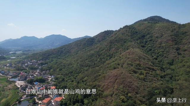 给鸡戴“眼镜”建花园，乡村青年抱团闯出“雉”富路