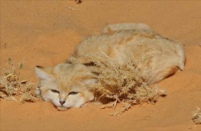 毒蛇食肉！沙漠猫如何生存？