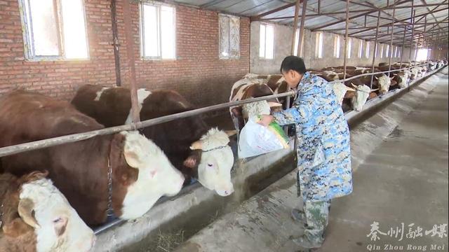 秦州：备饲料   固圈舍  保障畜牧养殖场安全越冬