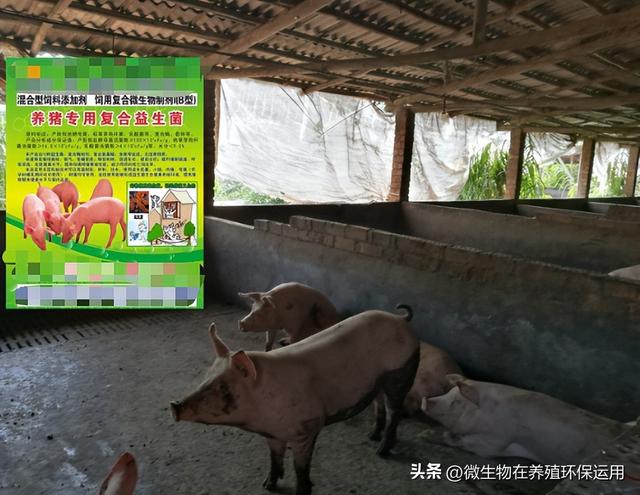 南宁市西乡塘区这个猪场坚持用微生物技术生态养猪模式轻松养猪