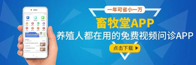 真实病例：如何保证雏鹅的成活，雏鹅如何保健？