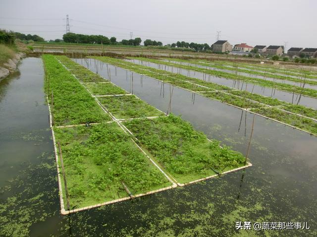 水芹种植费时费工又费力，一年只能种一茬？试试套养泥鳅新技术，优质又高产