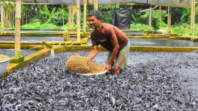 麦鲮鱼惨遭嫌弃，从印度入侵到了中国，却因为没人吃而泛滥成灾